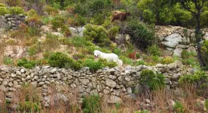 Evitare di assumere la direzione di Cima di Sant'Angelo dove gregge di capre e cani da pastore