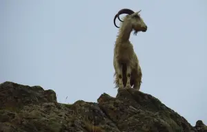 goats Hundred Sant'Angelo