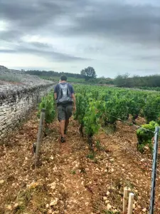 ワインメーカーの足跡の中で、夏のブドウの作品の発見