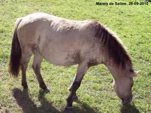 Cheval du marais