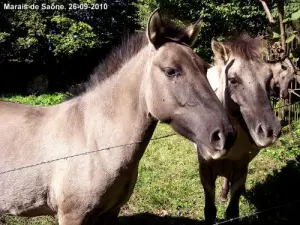 Chevaux du marais