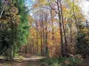 Forêt domaniale de Saulieu, les hauts d'Arnault et Argentalé