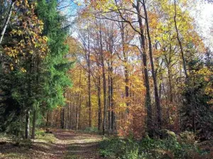 Forêt domaniale de Saulieu, les hauts d'Arnault et Argentalé