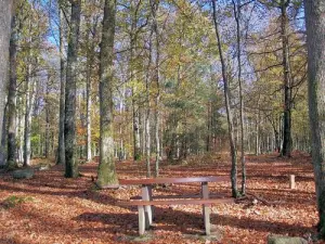 Espace pique-nique, forêt domaniale des hauts d'Arnault