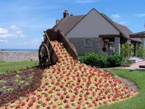 Saulieu Blume Ort: Straße Argentinien