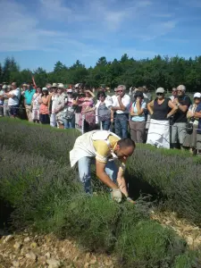 Праздник Лаванды - Конкурс по резке с серпом