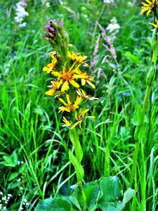 Ligularia sibirica (© J.E)