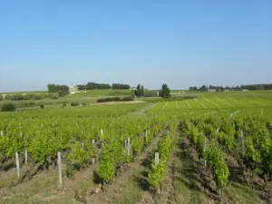 Vignoble