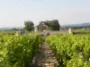 View the castle Lafaurie since Peyraguey the vineyards of Château d'Yquem