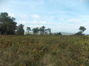 Landes du Cragou-Vergam (deels in de stad Scrignac)