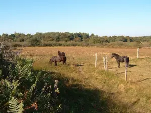 Dartmoor-pony's in de Landes du Cragou