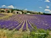 Lavender field