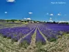 Lavender field