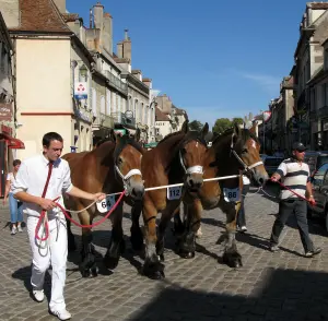 Paardencompetitie van Auxois-eigenschappen