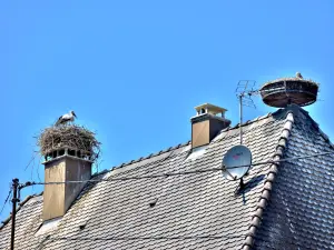 Nidos de cigüeñas, en el techo del presbiterio (© JE)