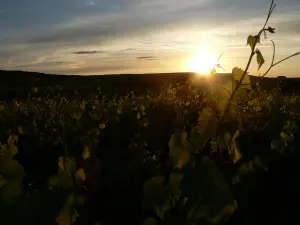 De wijnstokken bij zonsondergang