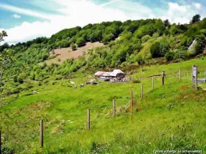 Site de la ferme-auberge de la Fennematt