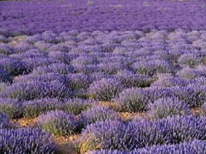 A major stop on the lavender route