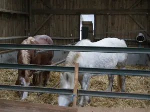 Chevaux de trait boulonnais