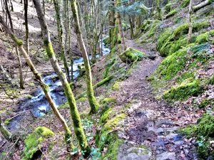 Trail toegang tot de cascade van Erzenbach (© J.E)