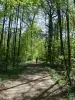 Рейнский лес (охраняемый)