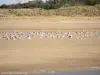 These terns are on a protected site