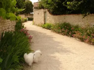 A dog on a walk!