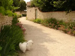 Ein Hund beim Spaziergang!