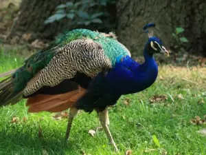 Massey Garden: pavão azul