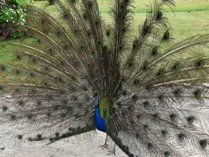 desfile Peacock