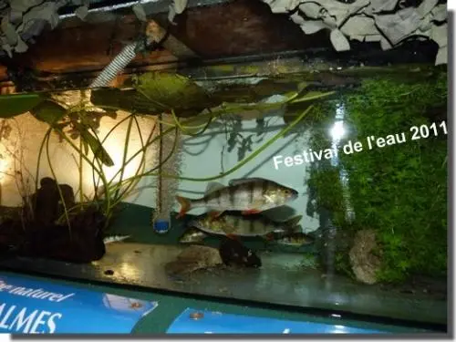 Projet décoration Aquarium avec terrasse et grotte