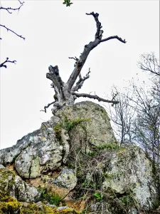 La quercia di Wotan, vista da dietro (© JE)