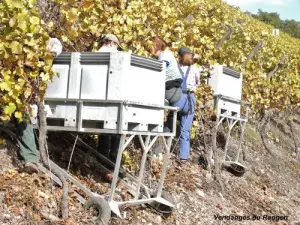 Vendemmia Rangen (© JE)