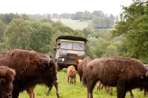 Safari Bisons