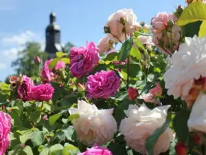 Rose Garden of the Garden of the Abbey of Thiron-Gardais