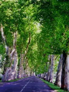 Platanenallee (© Fremdenverkehrsamt Val de Saône Chalaronne)