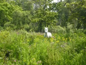 De paarden van het Quellen-moeras