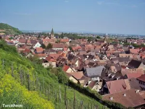 Turckheim die Reben Spur gesehen (© JE)