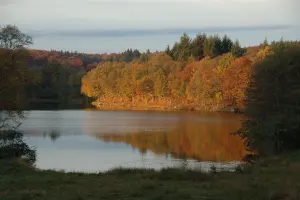 Peaceful pond