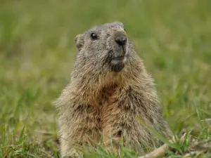 A marmot