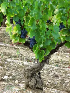 de wijngaarden aan de voet van Vaison-la-Romaine