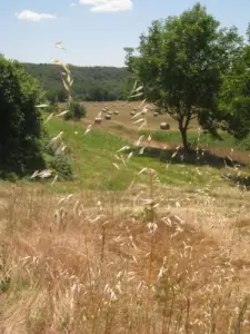 Sommerspaziergang nach Valensole