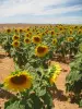 Girassóis no planalto de Valensole