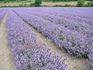 Champs de lavandes du plateau de Valensole