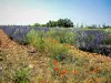 Campo de lavanda (© J.E)