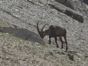 La vie sauvage vers le Galibier