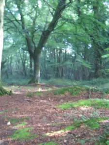 Le bocage au Coeur du Cotentin