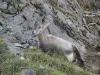 Rencontre au Grand Veymont