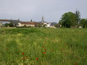 Park Armand Desprès