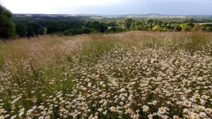 Champs de fleurs (© P.VanBever)